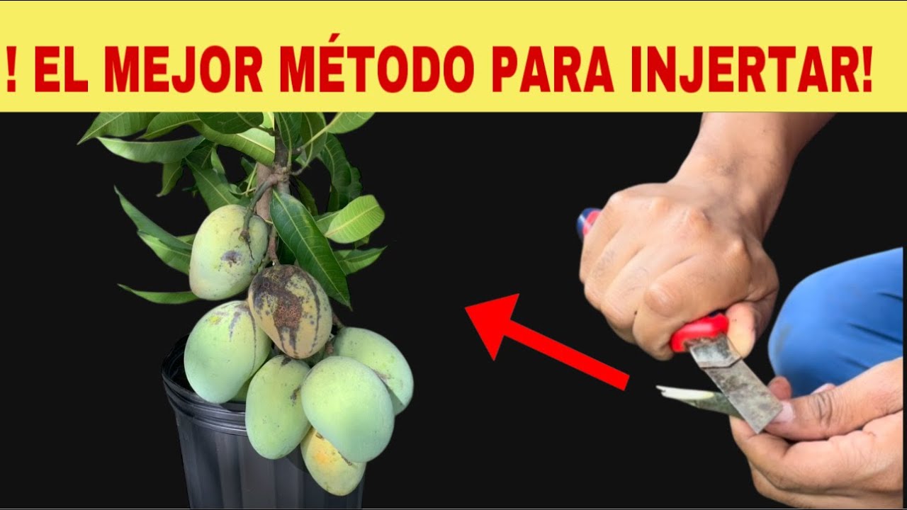 INJERTO DE ÁRBOLES FRUTALES,INJERTO DE MANGO - YouTube