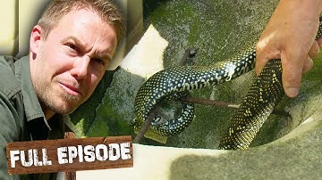 HUGE Diamond Python Is Stuck In a Storm Drain! 🐍 | The Wild Life Of Tim Faulkner S03E07 | Untamed