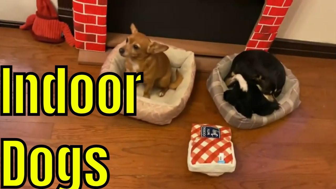 Dogs Playing YouTube