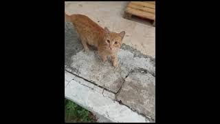 Eyes of Splendor: Turkish Cats' Magnificent Gaze 😘😘