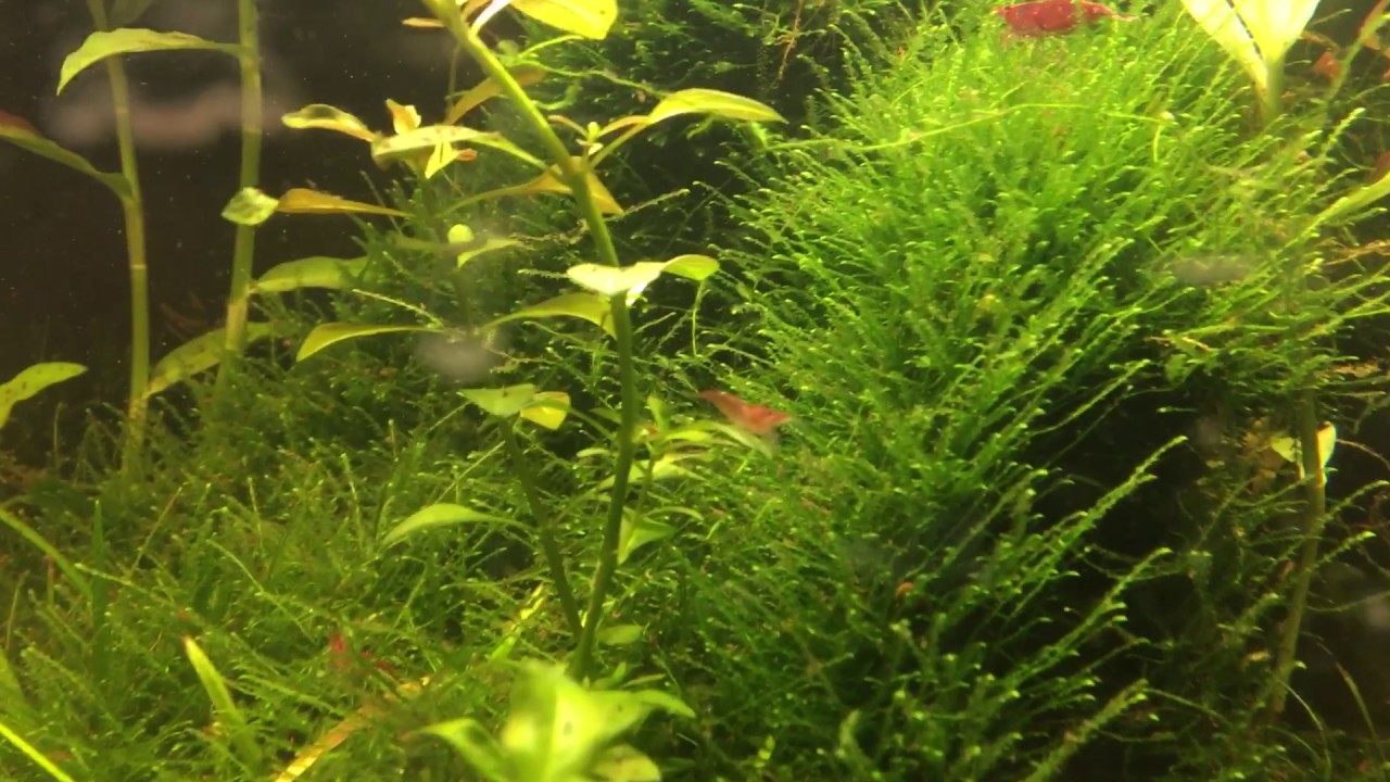 video phone beyonce mp3 Red Cherry Shrimp
