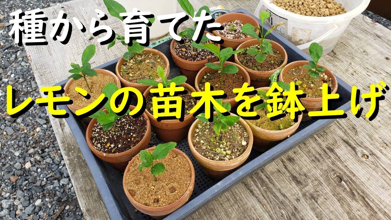 種から育てたレモンの苗木を鉢上げしてみた - YouTube