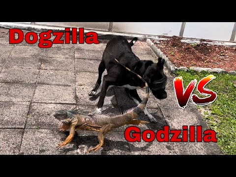 Day 32 Godzilla Iguana TAIL WHIPS Rambo the IGUANA DOG!! Air Rifle & Hunting Dog Iguana Removal Job!