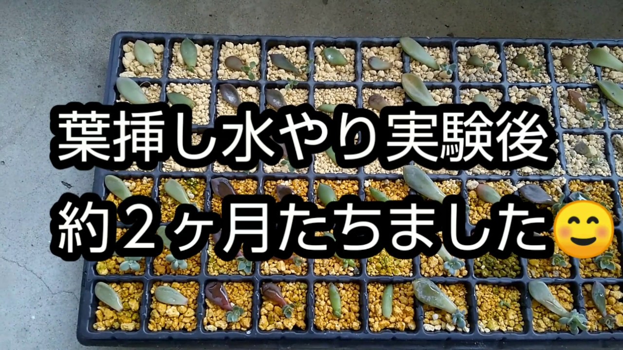 多肉植物 葉挿し実験２ヶ月後 水やり する しない Youtube