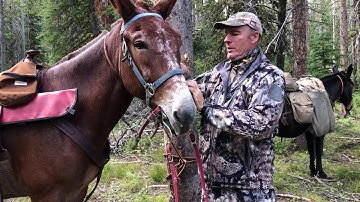 A Mule Halter Bridle Combination For the Mountains That I Use