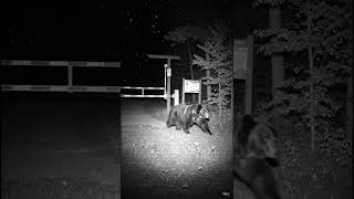 CCTV Camera Captures a Black Bear Near the National Park Gate at Night 01:12 AMDate: March 08, 2026