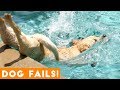 Funniest Dog Fail Compilation 2018   Funny Pet Videos