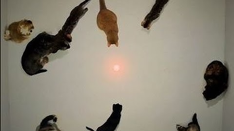 Funny Pets Chasing Laser Pointers Part 2 - Crazy Cats, Crazy Dogs, Funniest Animals, Kitty Cats