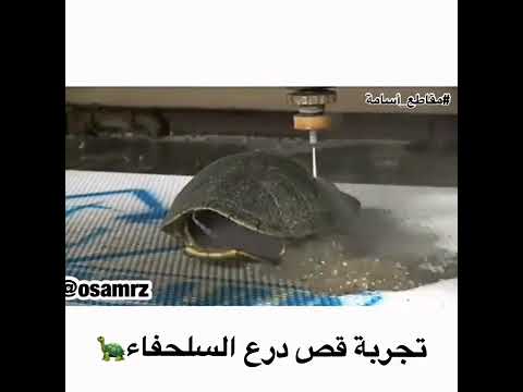تجربة قطع درع السلحفاة