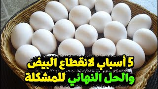 5 أسباب انقطاع البيض عند الدجاج لازم كل مربي يعرفها عشان انتاج البيض يزيد ومشروعه يكبر فيديو مهم جدا