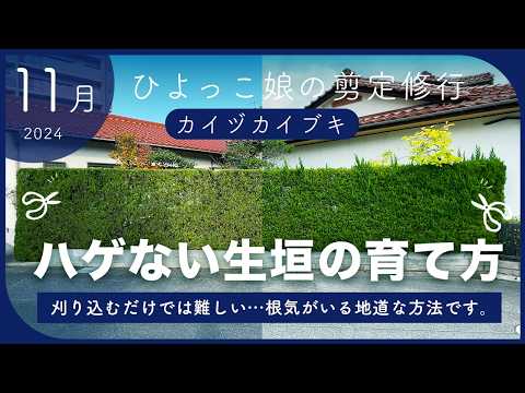 Garden Tree Pruning] Trimming and pruning a Kaizuka hedge | Tips