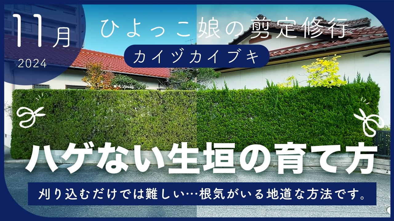 Garden Tree Pruning] Trimming and pruning a Kaizuka hedge | Tips