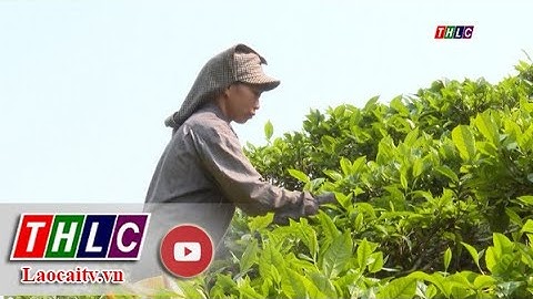 Mường Khương dự ước sản xuất 5.000 tấn chè búp khô| THLC