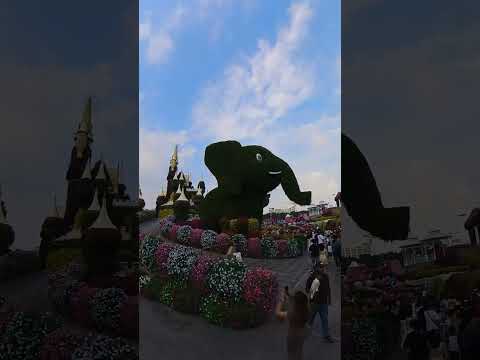 Miracle Garden, Dubai. #dubai #dubailife #insta360x3 #vacation