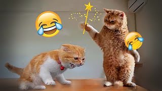 ❤️😻 So Funny! Funniest Cats and Dogs 😘🐈 Funniest Animals 2024 # 11