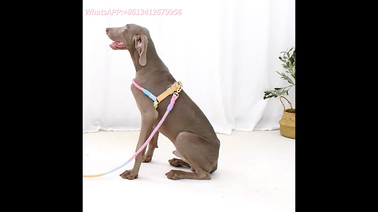 Cotton Dog Harness Set|Bulk Discounts Distributors 