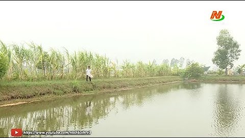 Chủ động phòng, chống rét cho cá nuôi trong mùa đông