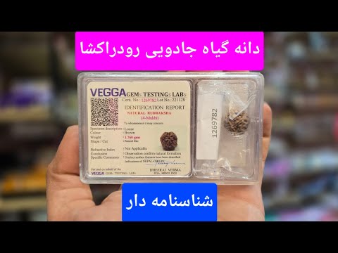دانه گیاه رودراکشا شناسنامه دار معروف به اشک شیوا 