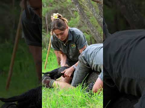 New ALPHA GATOR Takes Over the Lagoon | Australian Reptile Park