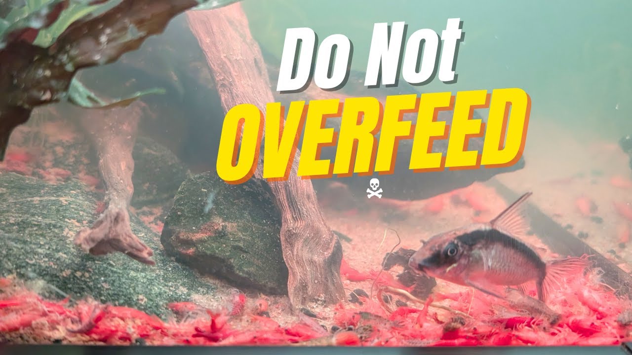 6 советов по кормлению для процветающего аквариума