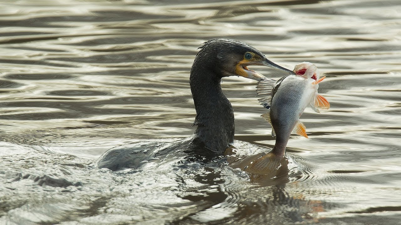 Houtribdijk versterkt de natuur