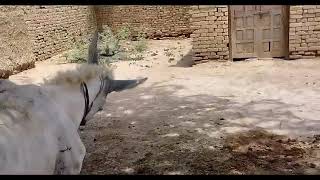 New Pair In Our Village Farm27 July 2023