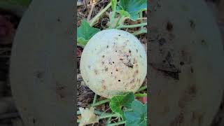 How I Stopped Bugs from Destroying My Precious Melons!
