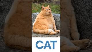 Spell ‘Cat’