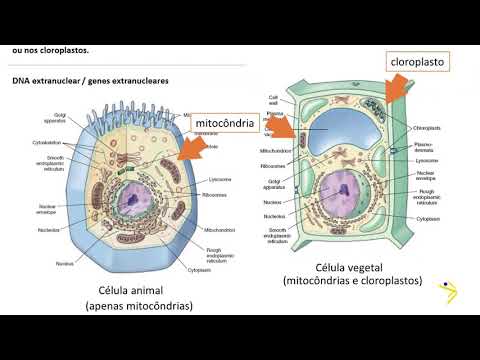 Vídeo: Como é a herança citoplasmática diferente?