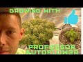 Professor autoflower grows  lst tutorial  sage scout  nightowl seeds  double grape  mephisto