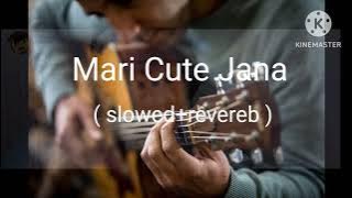 Meri Cute Jana l Slowed Reverb l Asghar ksoho l FT Asad Brohe l New Song Music
