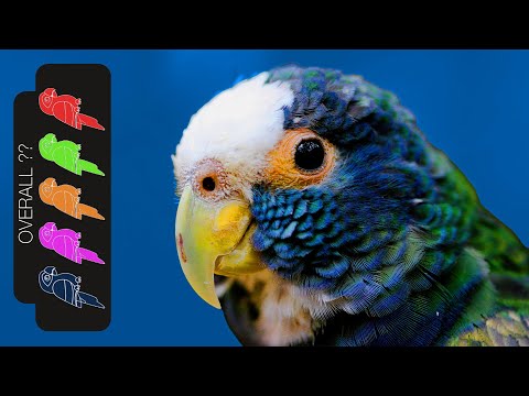 White Capped Pionus, The Best Pet Parrot?