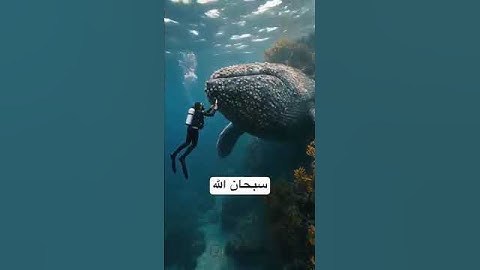 وإذ قال إبراهيم ربي أرني كيف تحيي الموتى:- تلاوة خاشعة قرآن كريم