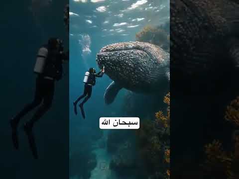 وإذ قال إبراهيم ربي أرني كيف تحيي الموتى تلاوة خاشعة قرآن كريم وإذ قال إبراهيم ربي أرني كيف تحيي الموتى تلاوة خاشعة قرآن كريم