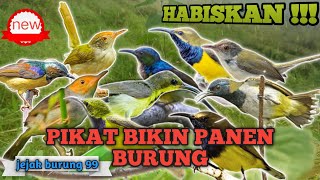 Suara Pikat Auto Panen Burcil😱 Kombinasi Anakan Sogon, Prenjak Kepala Merah, Kolibri Kelapa‼️