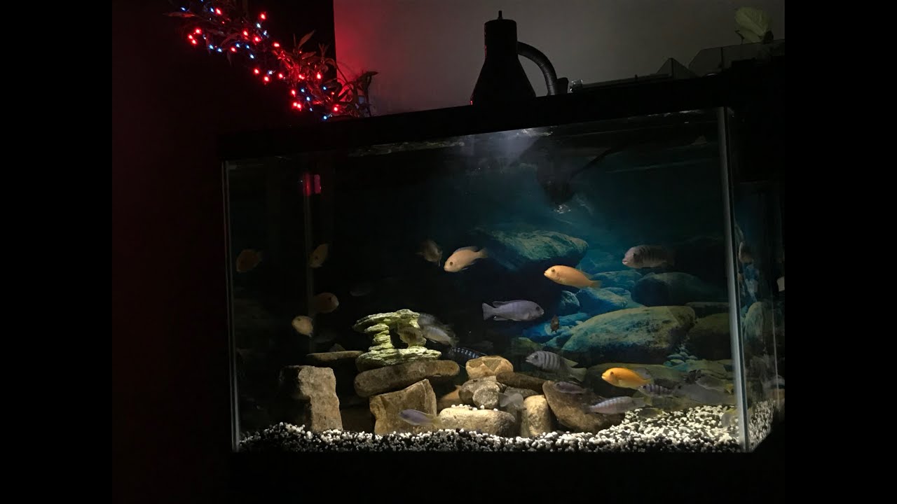 Photo inspiration: Setting Up A Tank For Mbuna Cichlids Reference: Mbuna Cichlid Aquarium Christmas Holidays Set Up 65 Gallon