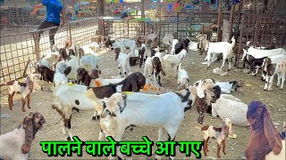 30/5/2026 Gazipur Bakra Mandi Delhi Live Update With Price 