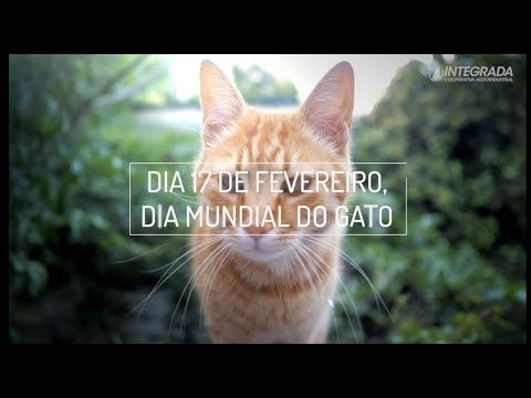 No Dia Mundial do Gato, assista aos vídeos mais populares do  -  Jornal de Brasília