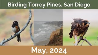 Searching for Peregrine Falcons at Torrey Pines State Beach & Nature Preserve in San Diego, CA