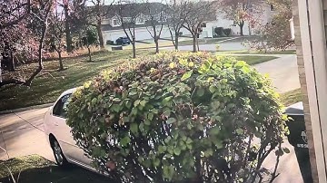 This is video footage of a neighbor who is damaging our front lawn purposely