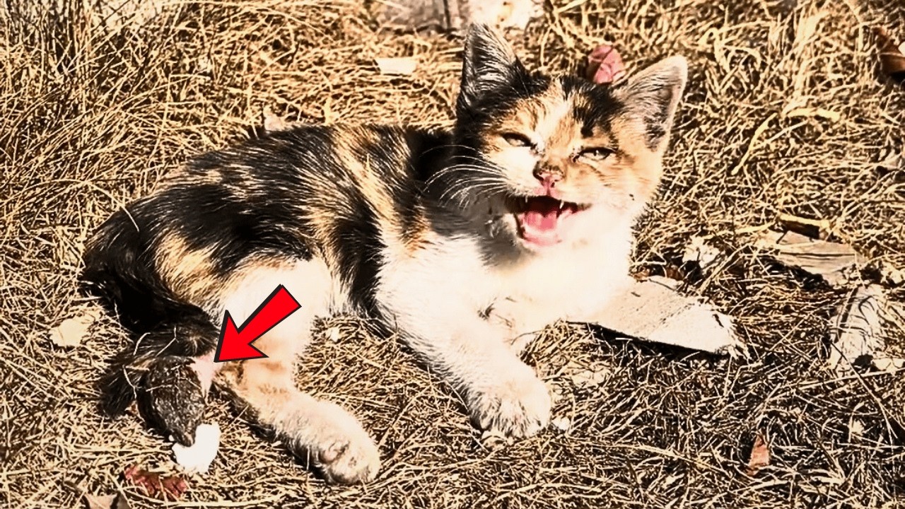 Я встретил котёнка, что поздоровался со мной; хотел лишь погладить, но у неё не было задних лап...