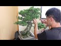 bonsai　japaneae pine　盆栽教室　五葉松