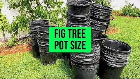 Fig Planters: Container & Pot Sizes for FIG TREES