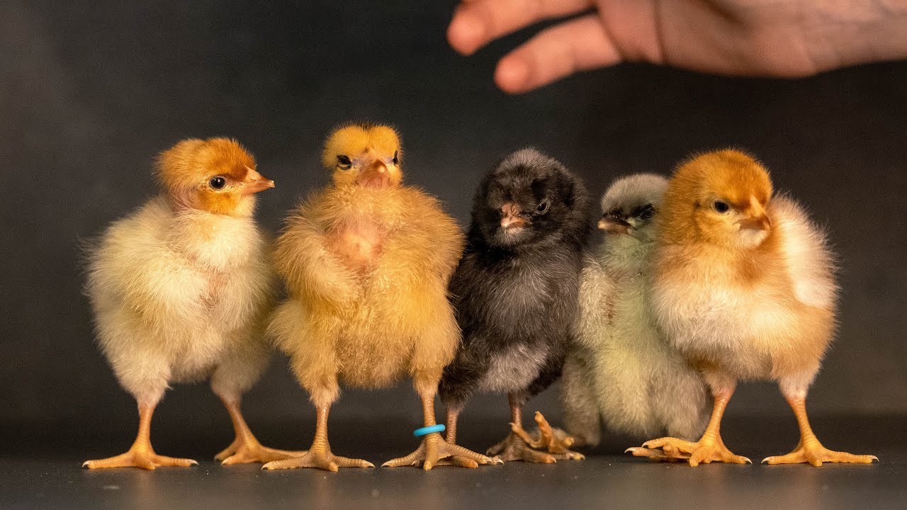 So geht Küken Aufzucht Tag 0 - 3 bei Dr. Bene im Feb. 2023