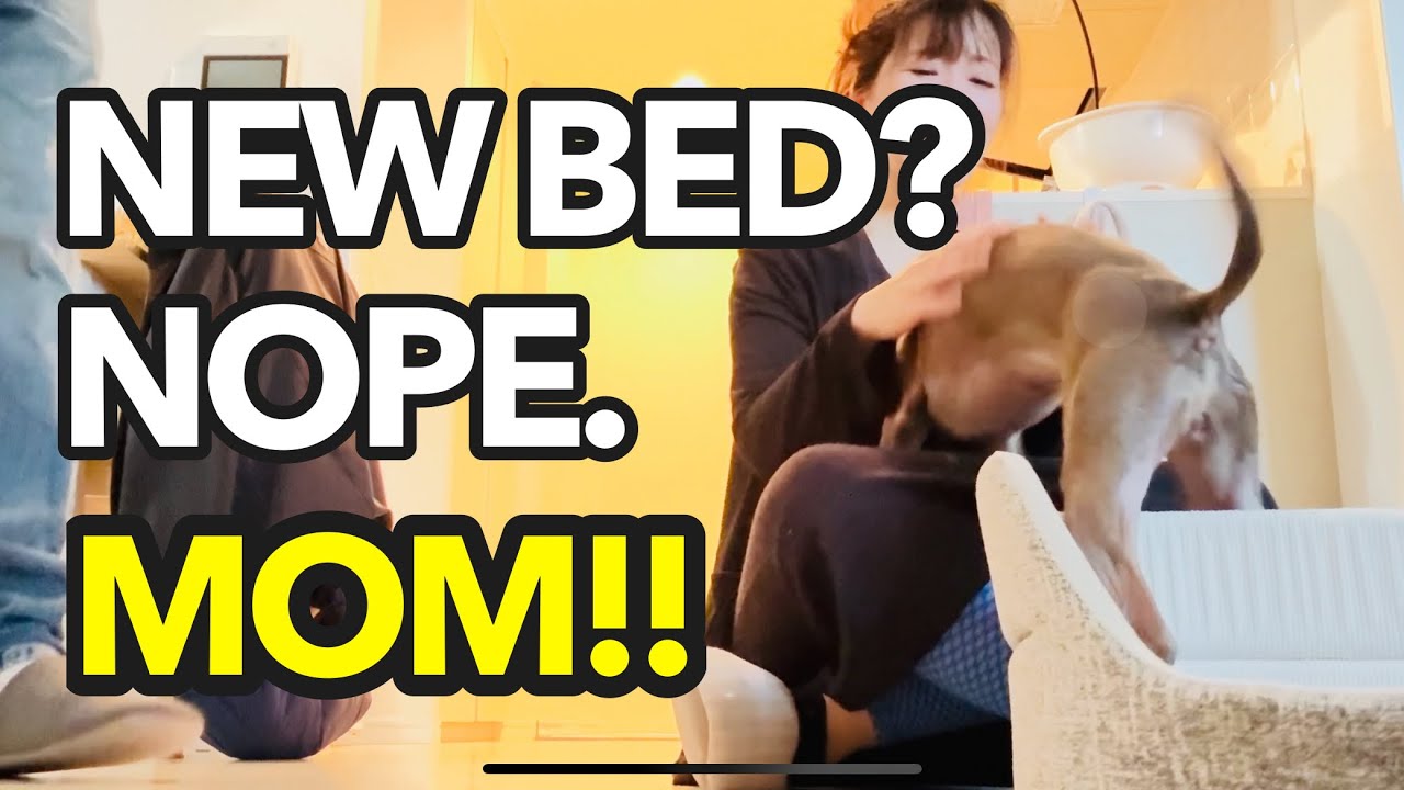 Italian Greyhound Chooses Mom’s Lap Over Her New Bed 😂