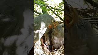 Wild babbler bird babies (P 42) #shorts #shortsvideo #shortsfeed #ytshorts #viral #short