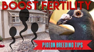 Boosting FERTILITY in your BIRDS pigeons breeding racingpigeons