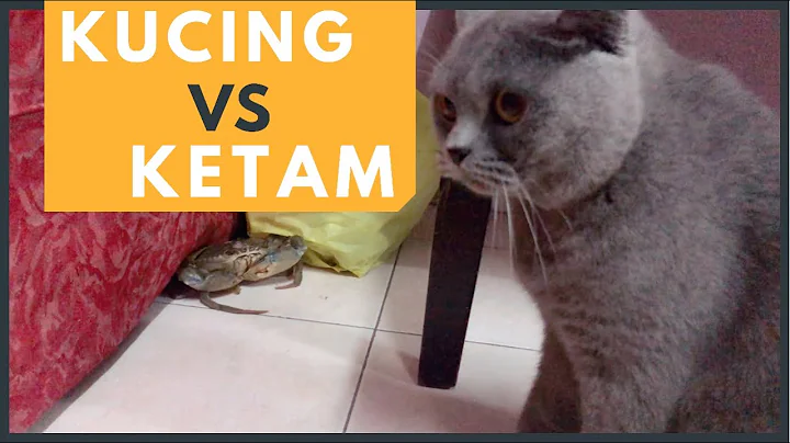 Watch the video about KUCING JUMPA KETAM (REX BRITISH SHORTHAIR)