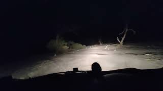 Night Drive और हाथी का डर । हाथी ने गिराए पेड़ से पत्ते । क्या हाथी पैर से सुन सकते हैं Jungle Drive