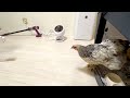 伊豆大島でのニワトリ新生活がスタートしました
